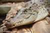 Australsk saltvandskrokodille. Foto: Thomas Linder Kamure Thomsen