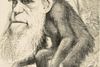 Darwins evolutionsteori var med til at fjerne menneskets særstilling i verden, og tanken om, at mennesket skulle være nedstammet fra aber, afstedkom mange karikaturer og spydigheder som her fra det engelske satireblad The Hornet i 1871. Foto: Fra bogen ”50 opdagelser – Højdepunkter i naturvidenskaben”