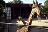 Zoo afliver med jævne mellemrum dyr, der er kommet i "overskud".