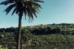 Vinrankerne vokser i de konstante solstråler flankeret af enorme palmer, hvilket giver landskabet et dramatisk og råt udtryk. Foto: Sandra Samuelsen