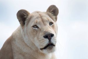 De fleste kender Givskud Zoo, Knuthenborg Safaripark og Randers Regnskov. Men rundtom i landet ligger flere dyreparker med sjældne dyr, farverige fugle og vigtige bevaringsprojekter. 