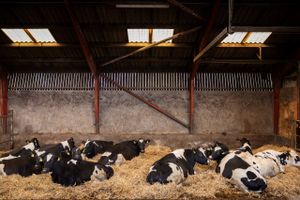 To eksperter giver deres vurdering af sagen, efter at Fødevarestyrelsen har sat flere kvægbestande i karantæne efter fund af PFAS i dyrenes blod.