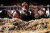 Hvis køerne bliver syge, kan landmændene holde op med at give dem Bovaer. Men når køerne er friske igen, skal de begynde at bruge produktet igen, som reglerne er nu. Arkivfoto: Finn Frandsen