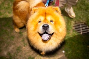 Gåture og hundetræning er blandt metoderne, der kan gøre livet bedre for menneskets bedste ven, fortæller seniorforsker.