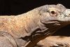 Området er hjemsted for verdens største nulevende øgleart, komodovaranen. Foto: Colourbox