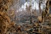 Nedbrændte træstammer ses her i Amazonas tilbage i 2020. Arkivfoto: Ueslei Marcelino/Reuters