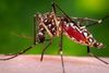 Zika-virus overføres via myggestik fra aedes-myggene. Men kan også overføres seksuelt. Foto: James Gathany