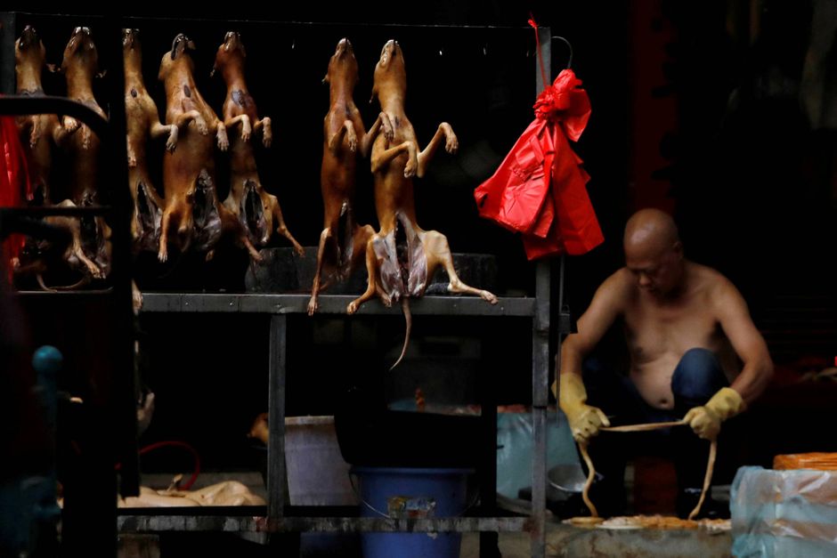 kan snart være fortid at spise hunde i Kina