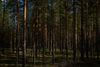 Tæller man afbrænding af træ og anden biomasse såsom bionedbrydeligt affald og halm med, ville Danmarks CO2-udledning være 39 procent højere end i Danmarks klimaregnskab. Arkivfoto: Johannes Skov Andersen