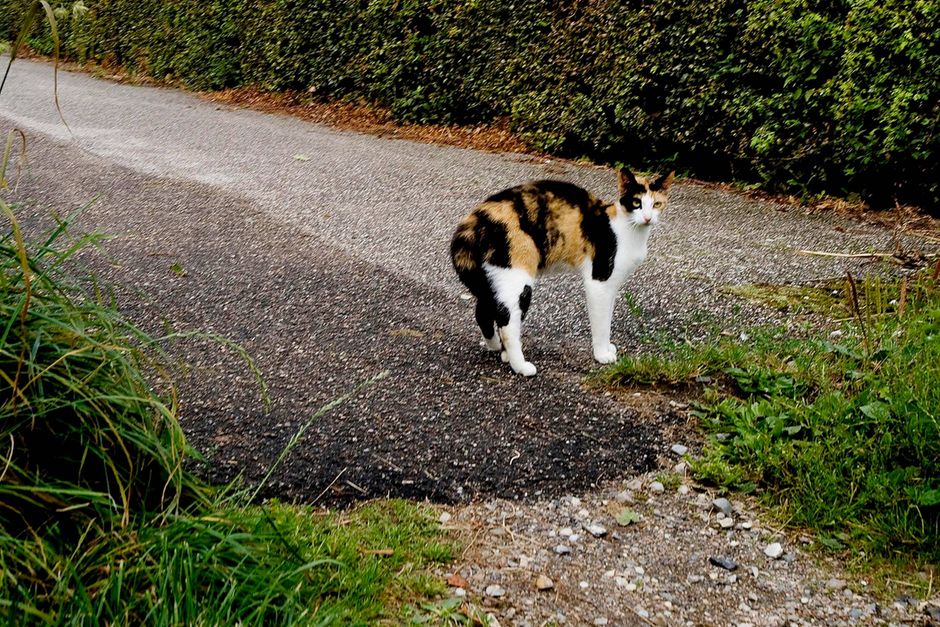 Tak for din hjælp Gammeldags skuffe Må du skræmme katte væk med vandslangen?