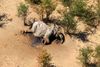 Foreløbige testresultater tyder på, at flere hundrede elefanter i Botswana er døde af naturlige giftstoffer. Foto: Reuters