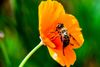 Et dramatisk fald i antallet af de insekter, der bestøver blomster - først og fremmest bier - truer med skabe katastrofale fald i afgrøder. Det vil medføre årlige tab på billioner af kroner. Foto: Philippe Huguen/AFP