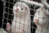 Det har udløst politiske slagsmål, og regeringen er endt i en fastlåst situation, efter det er kommet frem, at Mette Frederiksen ikke havde hjemmel i loven til at kræve raske mink aflivet, da hun gav ordren onsdag. Foto: Mads Claus Rasmussen/Ritzau Scanpix