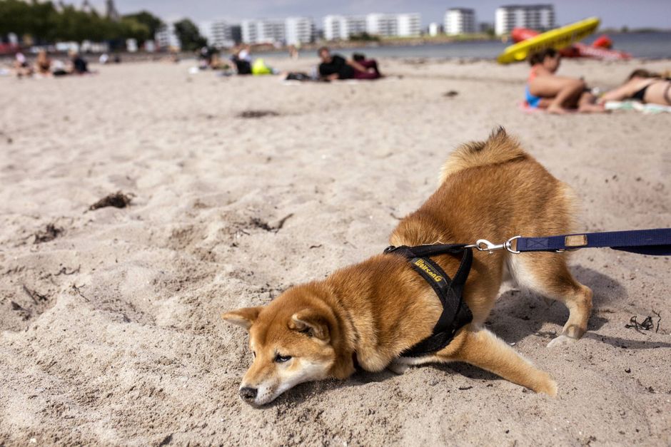 Farerne lurer: hunden i sommerlandet