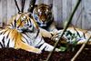 Analyserne er baseret på dokumenteret kortlægning af hvirveldyrs uddøen eller dyr med indre skeletter som frøer, krybdyr og tigre - blandt andet ud fra fossiler og andre historiske data.