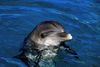 Øresvin er trods nogle gode delfin-år herhjemme ikke noget, vi er specielt vant til at se i de danske farvande. Arkivfoto: David B. Fleetham/AP