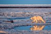»Vores smallere estimat for fremtidens globale temperaturstigninger betyder, at de helt lave estimater formentlig ikke kommer til at ske, så vi er i hvert fald nødsaget til at gøre noget for ikke at komme over IPCC’s mål om en temperaturstigning på kun to grader celsius,« fortæller professor Peter Cox fra Climate System Dynamics ved University of Exeter. Foto: Subhankar Banerjee/AP