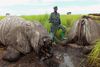 Ifølge FN blev 22.000 afrikanske elefanter i 2012 dræbt af krybskytter. To tredjedele af alle Afrikas elefanter antages nu at være blevet udryddet.