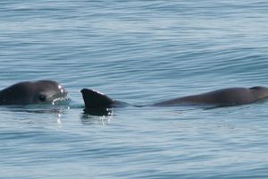 Forskere advarer om, at flere hvalarter er i fare for at uddø. Især arten Vaquita eller Golfmarsvinet er stærkt udrydningstruet. Foto: Paula Olson/Wikimedia Commons