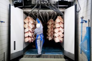 Produktionen af grise styrtdykker i Tyskland og flere andre lande i Europa. Alligevel er priserne på svinekød lave, fordi forbruget viger, og eksportmarkederne svigter.