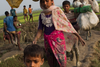 Rohingyaer vandrer gennem rismarkerne i Bangladesh efter at være flygtet fra Myanmar. Foto: Bernat Armangue/AP