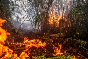 Tusinder af hektar økologisk rigt jungleområde er blevet raseret af brande i Indonesien.  