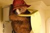 Bjørnen Paddington er sød og godmodig, men det forhindrer ham ikke i at lave alskens ulykker hos familien Brown. Foto fra filmen