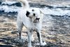 Hundeforbuddet på en række danske strande har fået mange op i det røde felt.