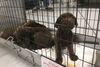 De fjernede hunde er blevet anbragt på et dyreinternat. Arkivfoto: Dyrenes Beskyttelse