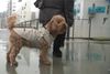 Flere hunde på Aarhus Ø har fået stød på en bestemt bro. Foto: Sarah Bryld Jensen, TV2 ØJ