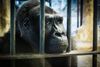 Gorillaen Bua Noi bor alene i Pata Zoo - en zoologisk have, der er placeret på 7. etage i et indkøbscenter i Bangkok, Thailand.