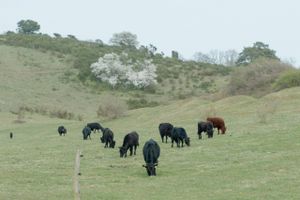 Efter at have begået voldsomme overfald på en ko, måtte fire tyre onsdag lade livet ved Molslaboratoriet på Djursland.