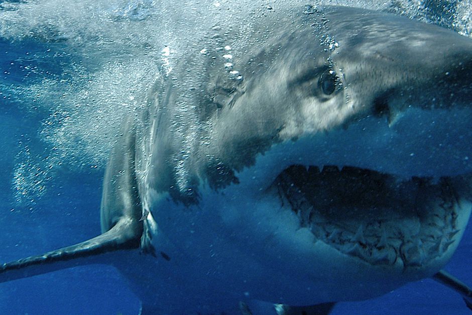 temperament Råd Revisor Australien ramt af to dødelige hajangreb på få dage