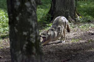En voldsom debat er blusset op, efter at flere borgere hævder at have set en ulv strejfe rundt nær centrale dele af Esbjerg søndag. Ulveekspert kan hverken be- eller afkræfte observationen, da dokumentationen mangler, men mener, at der er flere ting, der indikerer, at det næppe er en ulv, de alle har set.