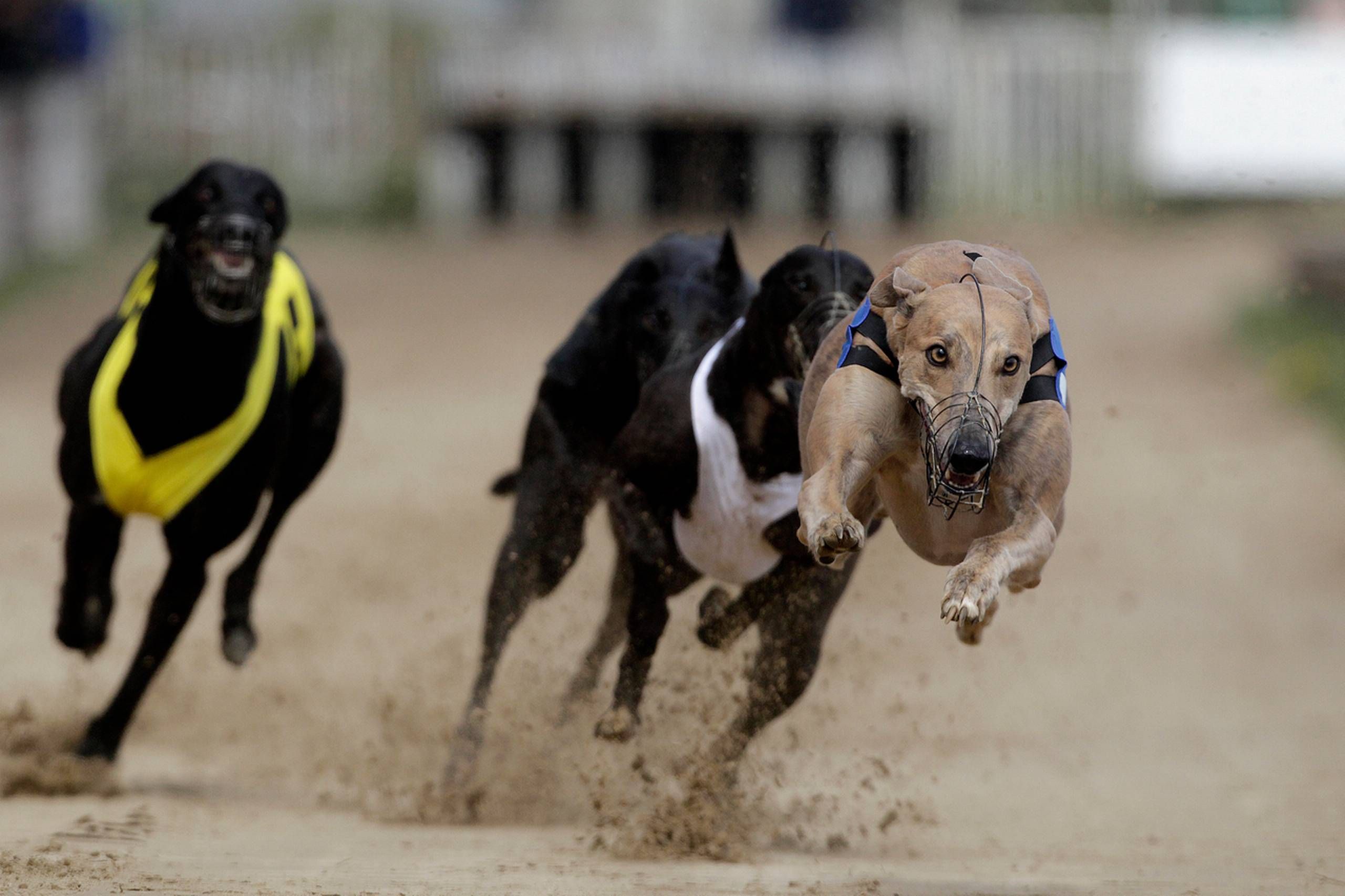 Flere hunde er testet doping i stort løb