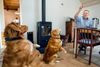 Lars Løkke Rasmussen indrømmer, at det ikke er hans fortjeneste, at familiens to hunde, Bella og Beauty, kan udføre hundekunster for godbidder. Det har hans kone, Sólrun, lært dem. Fotos: Nikolai Linares