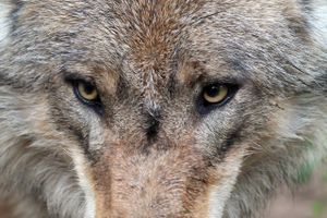En indvandret finsk-russisk ulv betegnes som genetisk værdifuld, men kan ikke finde ud af at holde sig i sit reservat. Ny lov gør den til jaget vildt.