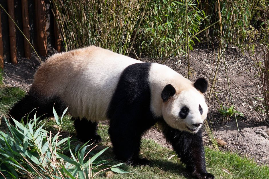 I årevis har Kina sendt bløde diplomater ud i verden, men nu vender flere af dem hjem. I USA er der kun fire pandaer tilbage. Så hvad er egentlig op og ned i det danske panda-diplomati?