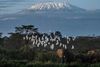 På Afrikas højeste bjerg, Kilimanjaro, forsvinder gletsjerisen hurtigere end det globale gennemsnit. Hvis det fortsætter med den fart, vil gletsjerne være væk inden 2040, advarer Verdens Meteorologiske Organisation (WMO). Arkivfoto: Yasuyoshi Chiba/Ritzau Scanpix
