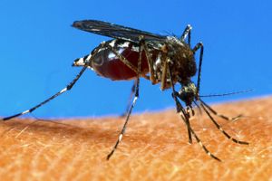 Singapores moskitofabrik sender millioner af myg ud i naturen i kampen mod denguefeber.