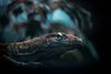 En komodovaran i Terrariet Vissenbjerg på Fyn. Arkivfoto: Katinka Hustad