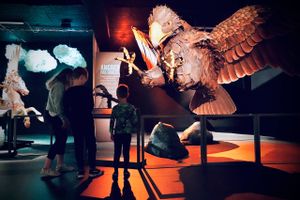 Naturhistorisk Museum rykker med sommeroplevelser for hele familien.