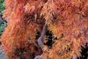 Japansk ahorn, ”Acer palmatum”, står med de smukkeste høstfarver, og når bladene hen på sæsonen falder af, åbenbarer der sig en fantastisk grenstruktur. Japansk ahorn vokser langsomt, og denne, som står i min egen have, er mange år gammel og formet ved beskæring gennem tiden. Lignende kan købes på nogle planteskoler, men de er ikke billige.