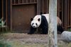 Alt var klar til, at de zoologisk haver kunne genåbne for gæster. Udsigterne var gunstige - alligevel blev tommelfingeren vendt nedad for mange danske dyrehaver. Foto: Anthon Unger