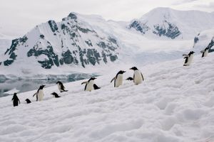 Isen omkring Sydpolen begynder at opføre sig på samme måde som isen omkring Nordpolen. Det kan få alvorlige konsekvenser.