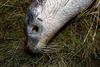 En død sæl fra 2012. Dens øjne er hakket ud af fugle.