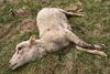 Landmænd og hobbyavlere fik sidste år udbetalt 249.000 kr. i erstatning efter ulveangreb. Særligt får og lam var udsatte. Foto: Polfoto