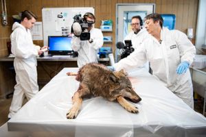 Mindst ni ulve er sporløst forsvundet i Danmark de seneste år. For første gang konkluderer forskere, at nogle af dem er dræbt af mennesker.  