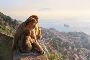 Gibraltar udgør Europas sydligste spids, og fungerer samtidig som en vigtig passage for den sejlende verdenshandel. En dagstur giver mulighed for at stige til tops med svævebanen og møde Europas eneste vilde aber.