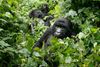 Gorillaer og 60 procent af verdens andre arter af primater er truede, lyder det i et nyt studie. Foto: Jerome Delay/AP